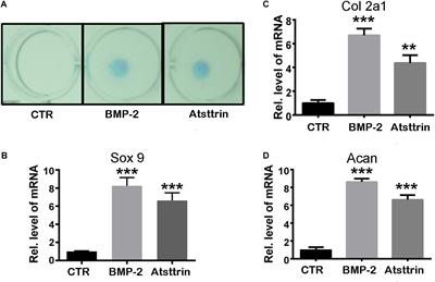 Atsttrin Promotes Cartilage Repair Primarily Through TNFR2-Akt Pathway